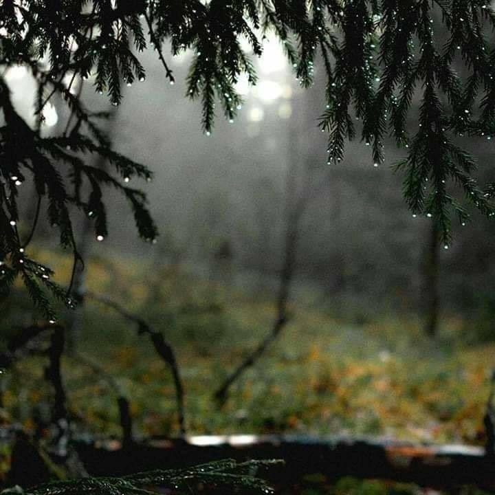 soylebisakinlik's tweet photo. The sound of rain, the smell of earth, and coffee. https://t.co/nATGxC8F3j