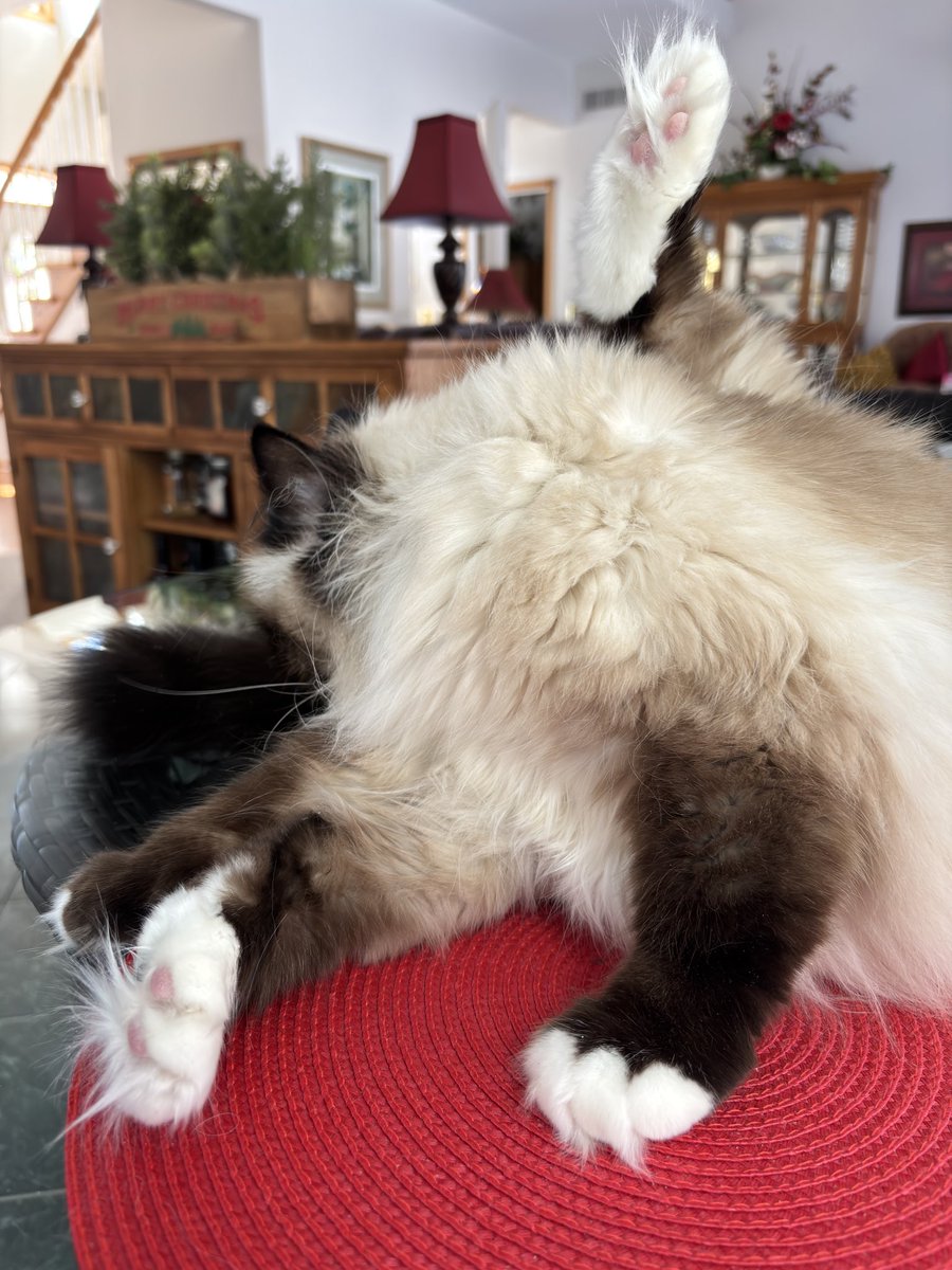 The best spot for a quick bath on #toebeantuesday is the forbidden table
♥️💋Cali💋♥️ #CatsOfX