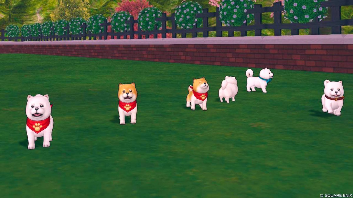 roanana's tweet photo. 🐕🐩🐕‍🦺🦮うちのお庭は そもそもずっと前から ドッグラン🎶 https://t.co/y6trIj4UYo
