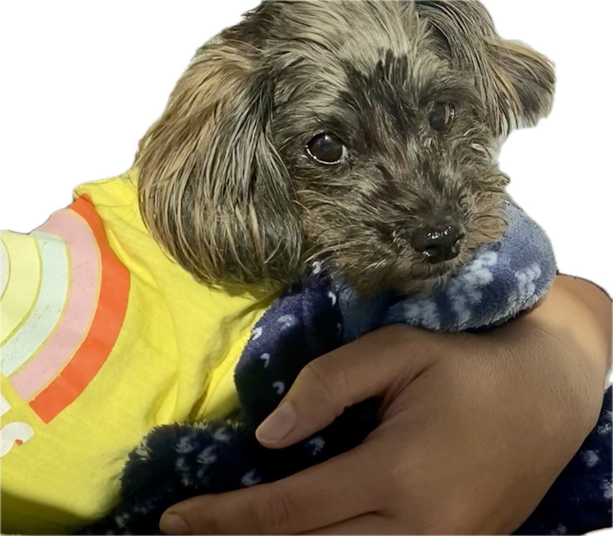 KatZ N HoundZ tweet media