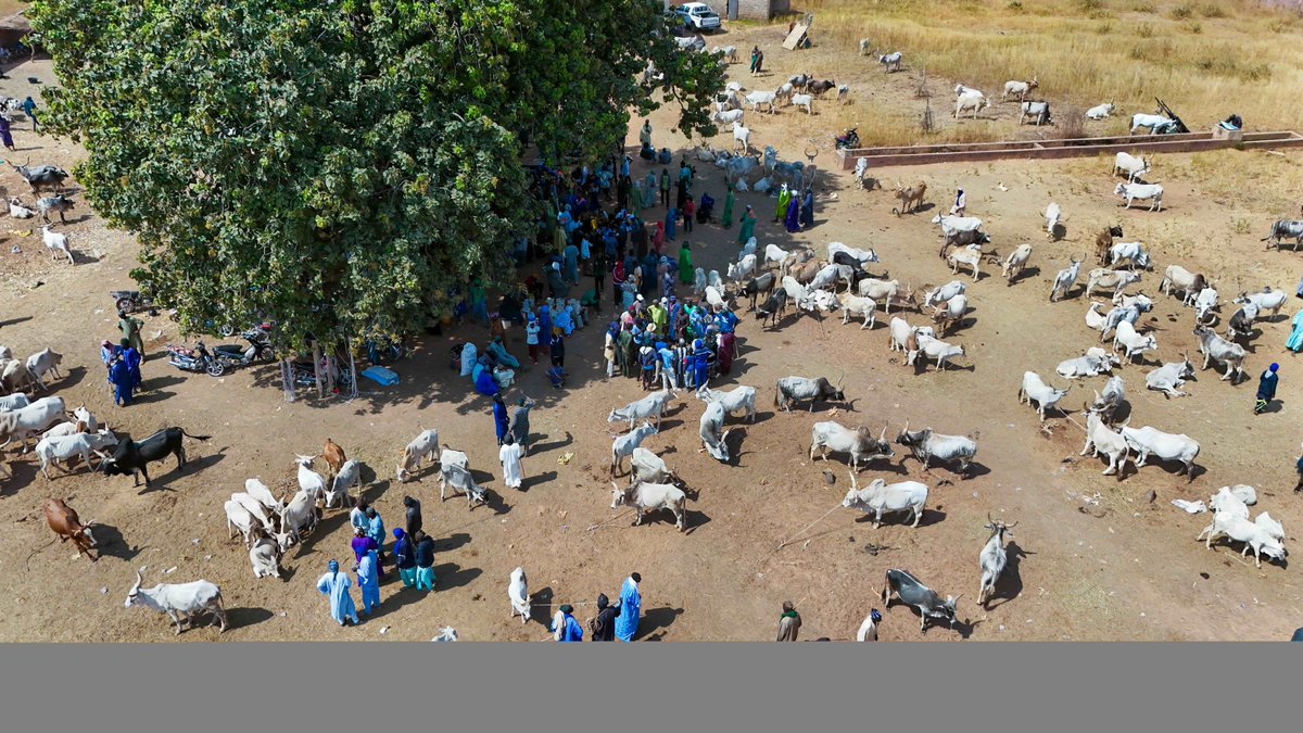 FAOWestAfrica's tweet image. En 2025, @FAO a livré 6 outils clés contre le vol de bétail en Afrique de l’Ouest : analyses régionales et pays, solutions de traçabilité, manuel de bonnes pratiques, programme régional et cadre des coalitions multi-acteurs.
#FAO #Livestock #SécuritéRurale