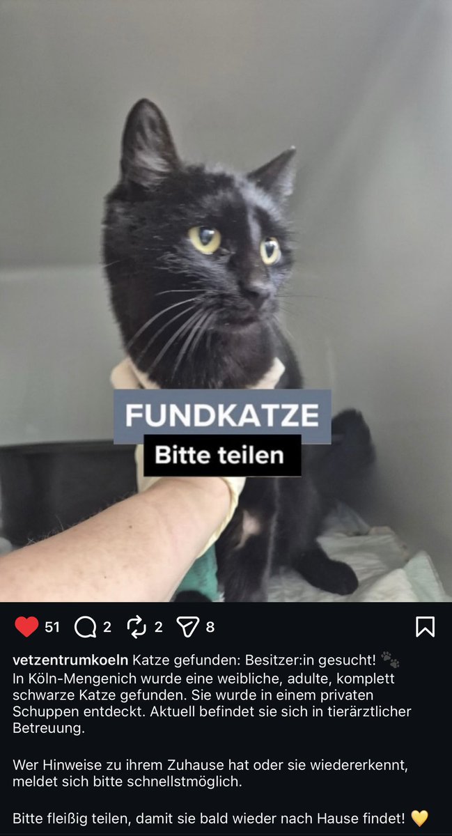 Wer kennt sie? Fundkatze Köln-Mengenich. 
Sie befindet sich zurzeit im Vetzentrum Köln.