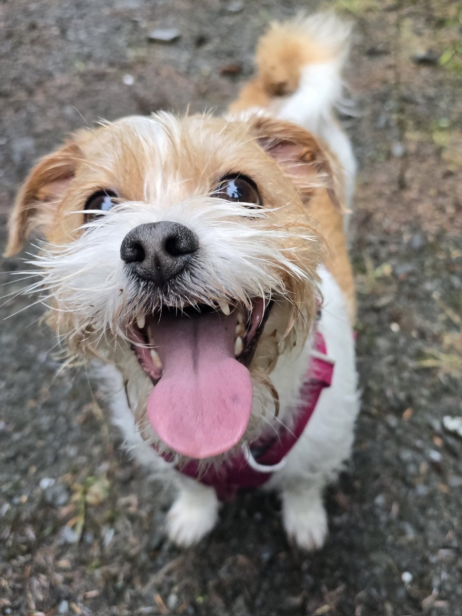 Cheese! #TongueOutTuesday #dogsofX