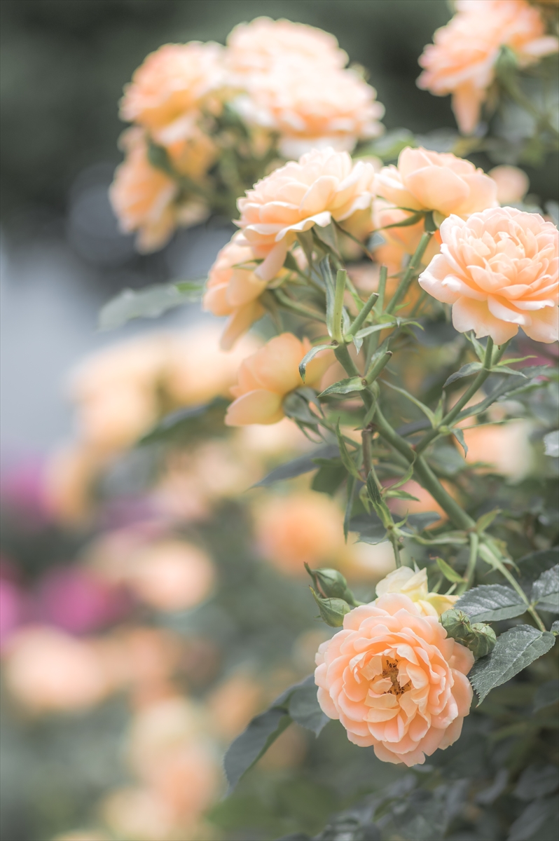 pkpk_photo's tweet photo. #オハヨウゴザイマス
#お花ですネン https://t.co/nQKK5gnI6s