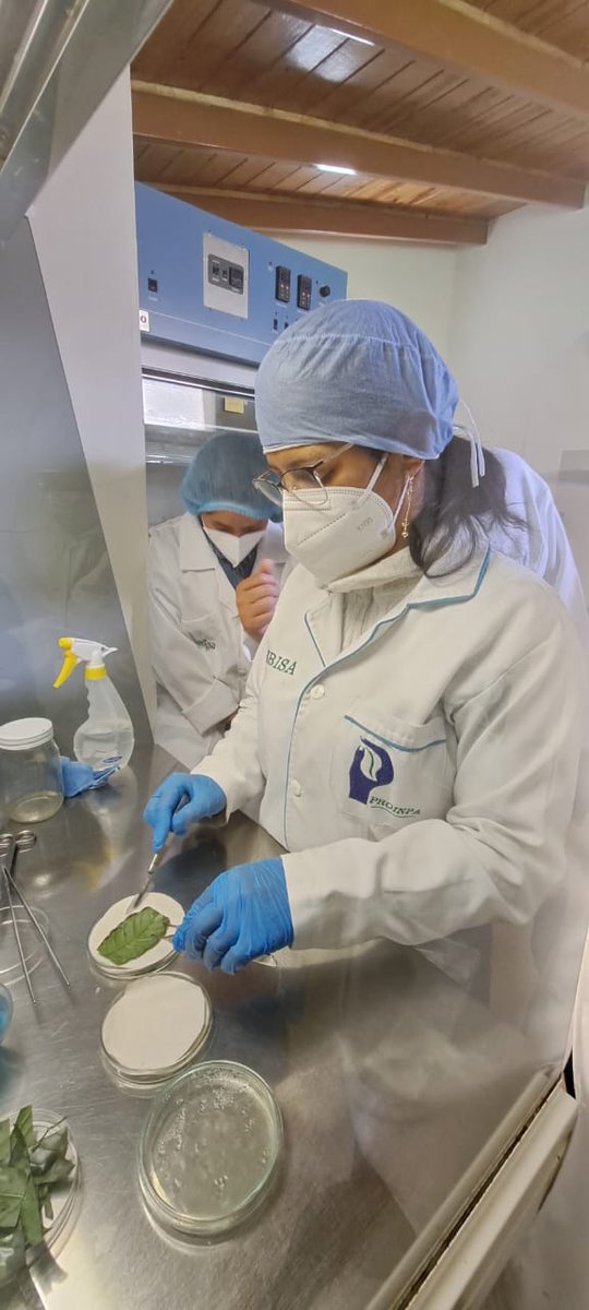 Product. Integrales tweet media