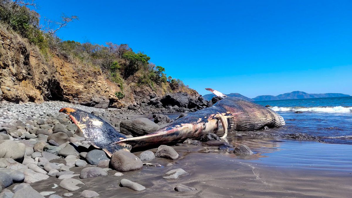 prensagrafica's tweet photo. #AJORA | El Ministerio de Medio Ambiente atiende el varamiento de una ballena de Bryde (Balaenoptera brydei), macho, de aproximadamente 20 metros de longitud.
De acuerdo a las autoridades, el ejemplar se encuentra en un sector costero de difícil acceso, por lo que esperan el ascenso de la marea para evaluar las opciones que permitan la movilización del cuerpo de forma segura. Fotos: cortesía.