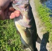 KoleySumon's tweet image. 国は薄いです 👩‍🚒