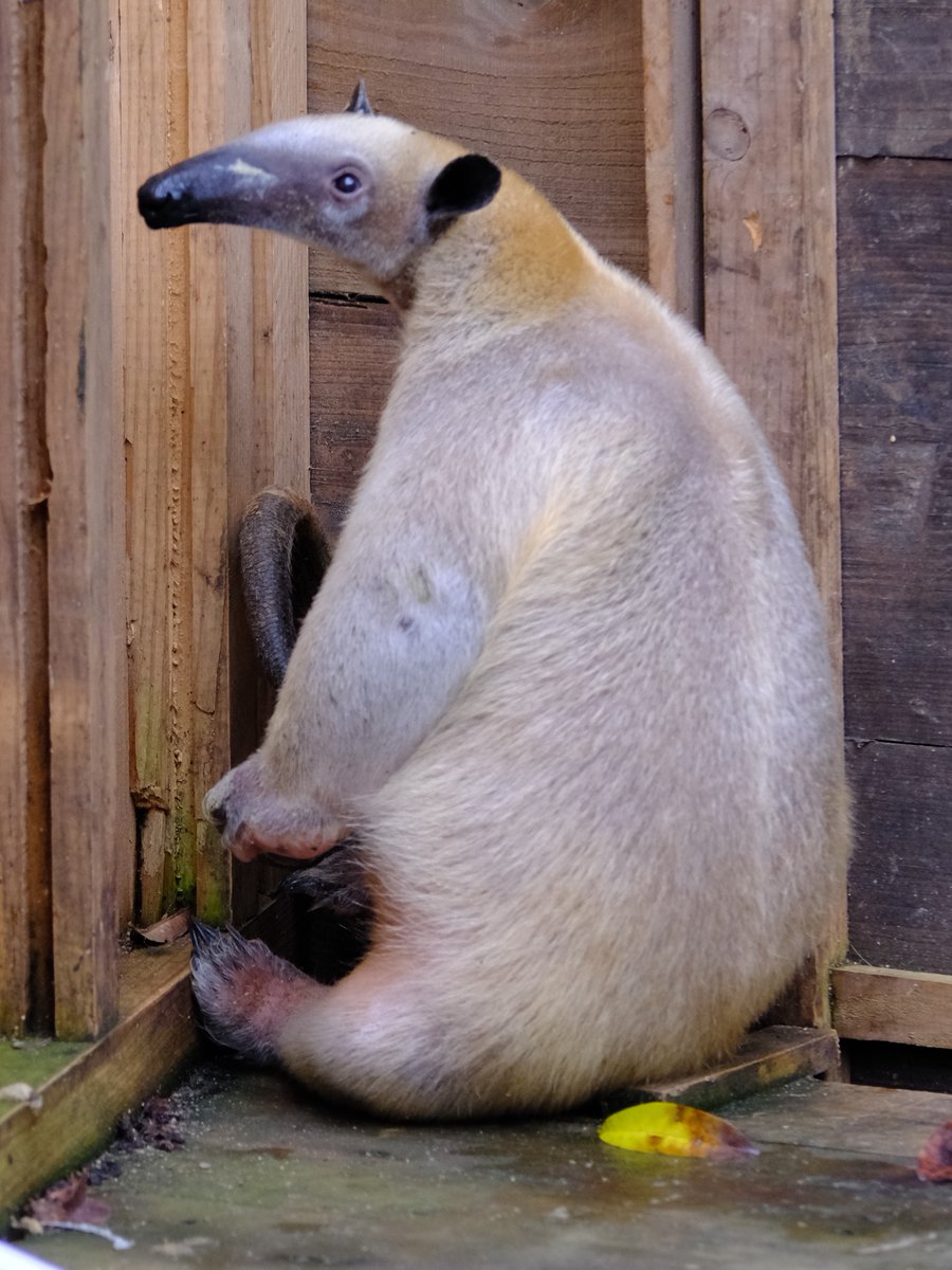 やけにぽんぽこに見える、こくとうくん
(2026/2/7)
#ミナミコアリクイ
#ネオパークオキナワ
#こくとう