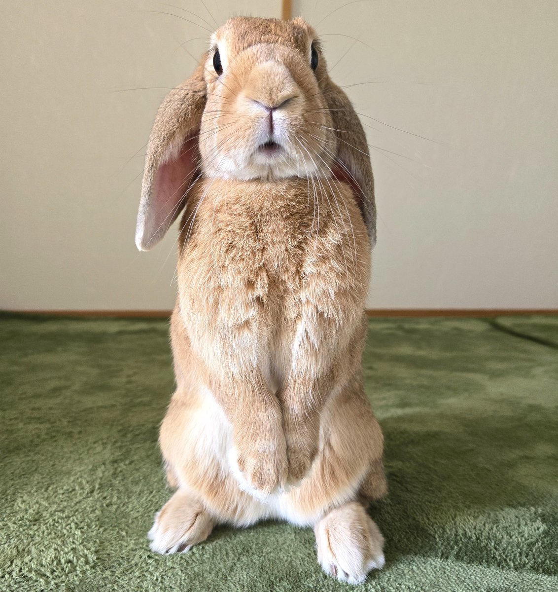 なにも考えてなさそうな顔🐰