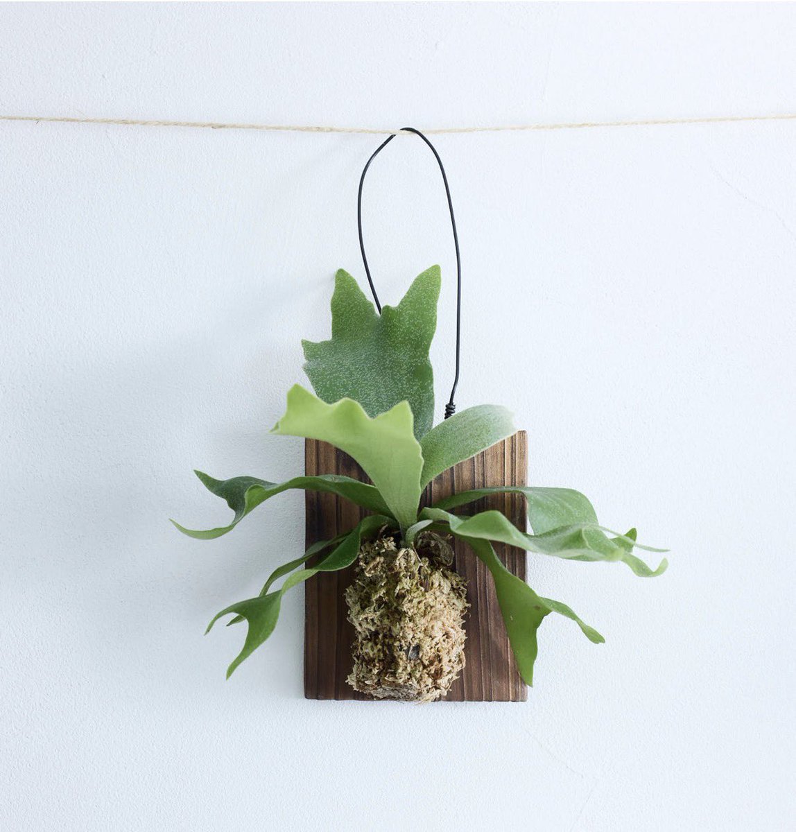 おは澄み☀️

これ可愛いなって。
壁掛けしたいの。
育てるの大変かなぁ？

#朝の挨拶