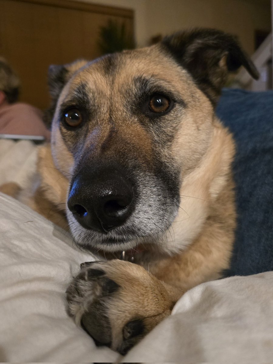 Piper THE Therapy Dog tweet media