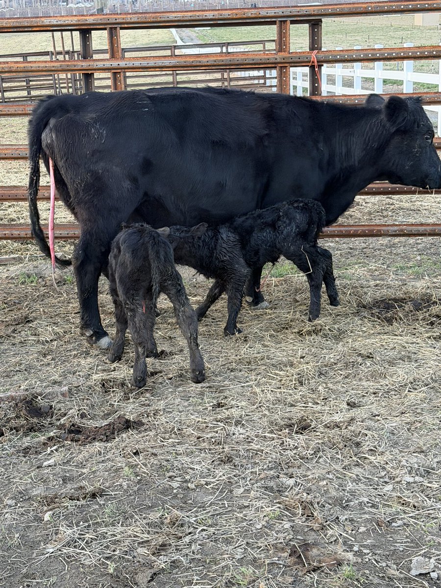 Griffin Hanberg tweet media