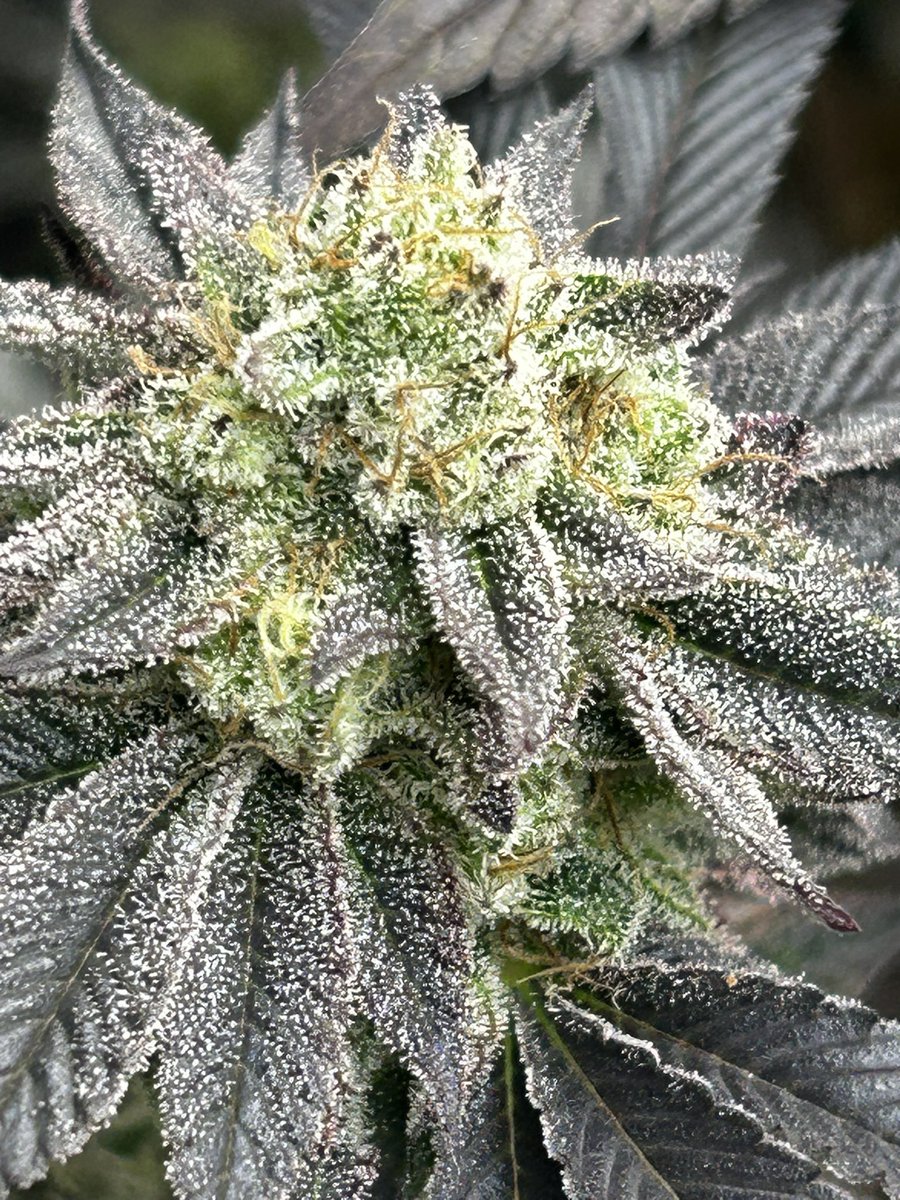 Growingbbnbb's tweet photo. Blue toof is looking amazing! Wuzi genetics is doing great things!! One love yall!! https://t.co/4shgzPDzk6