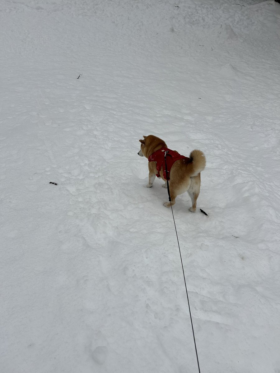 ハヤタ (@hataya2412) / Posts / X