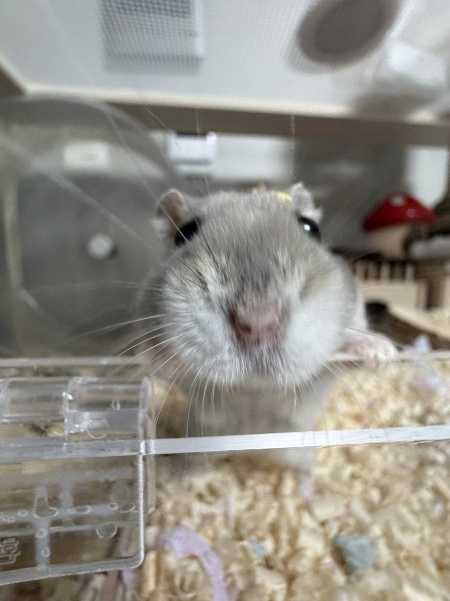 🥟두두🌱 tweet media