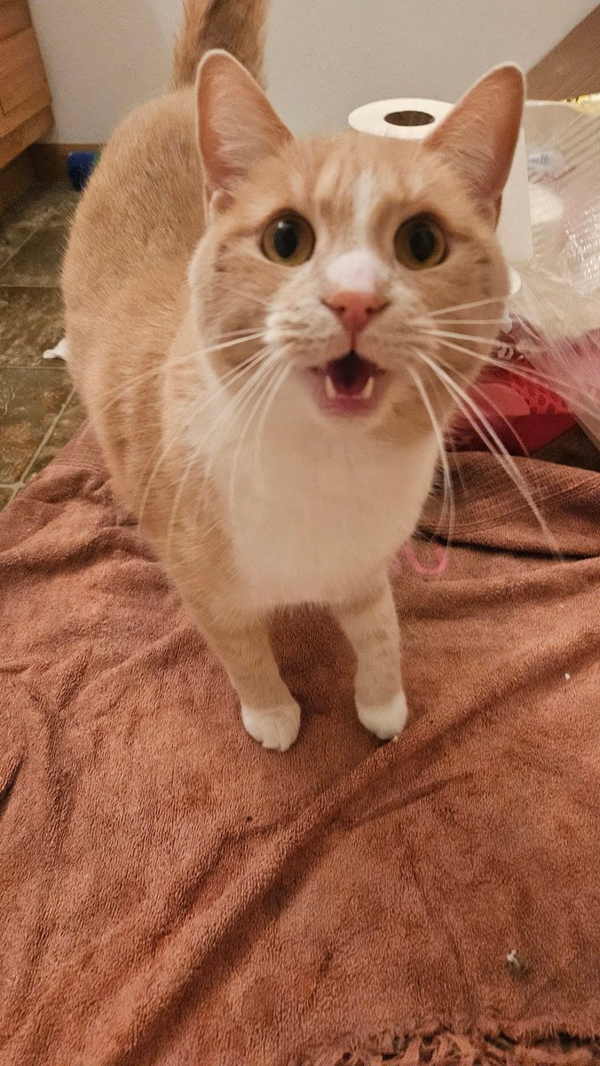 🍒🍀🥀 tweet media