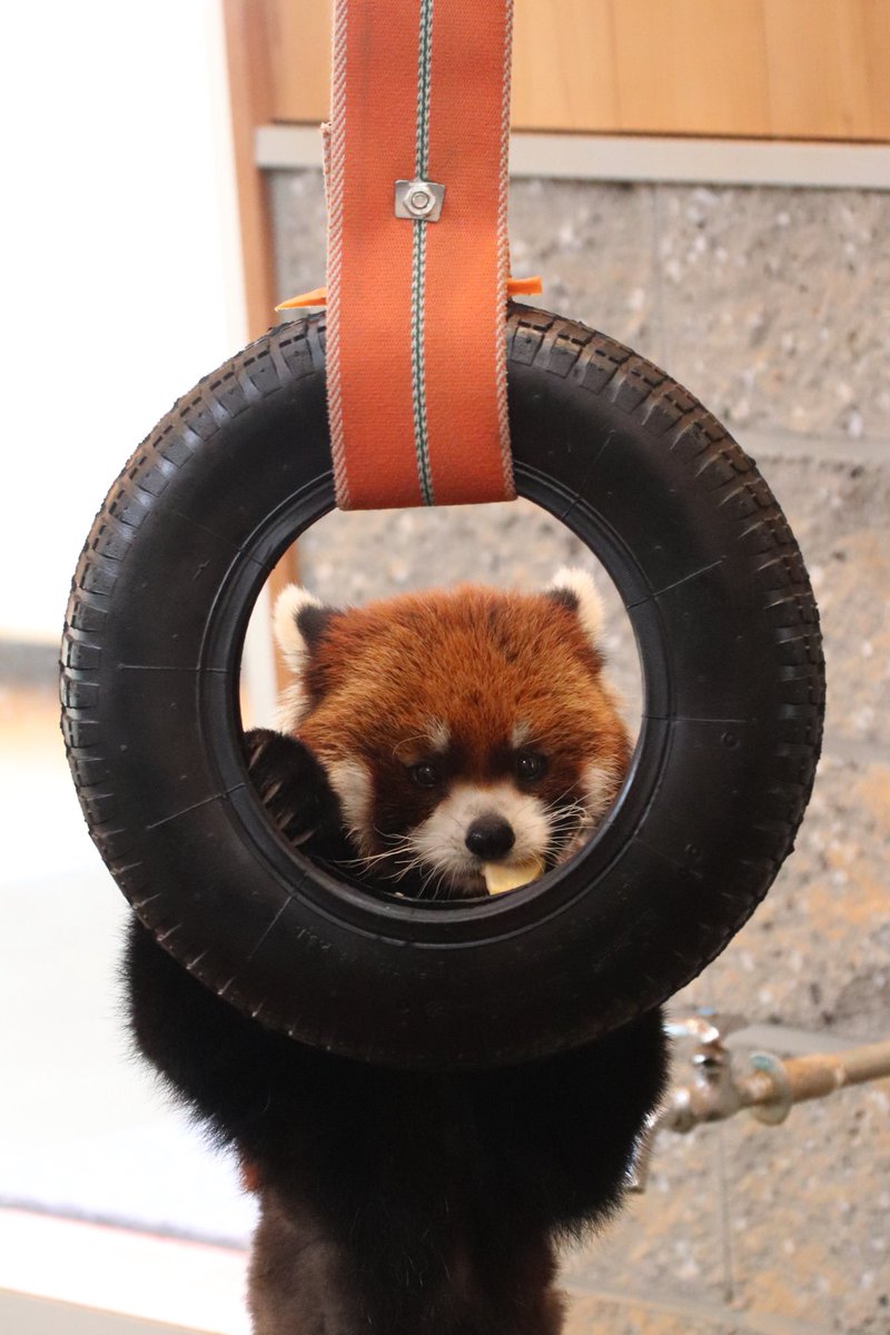 シール配りjoy93 (@joy93_redpanda) / Posts / X