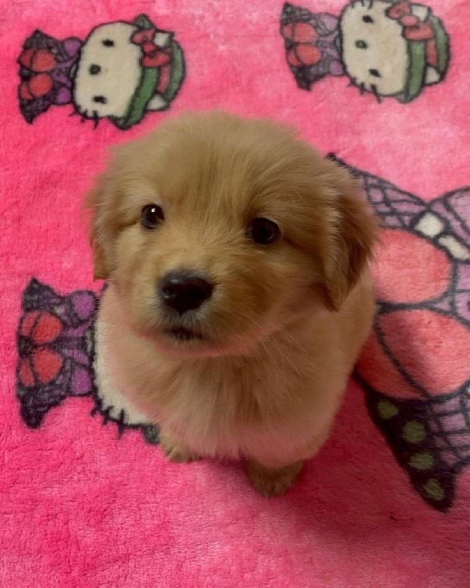 💖 (@twaniimals) on Twitter photo 