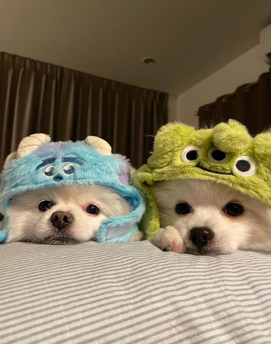 💖 (@twaniimals) on Twitter photo 