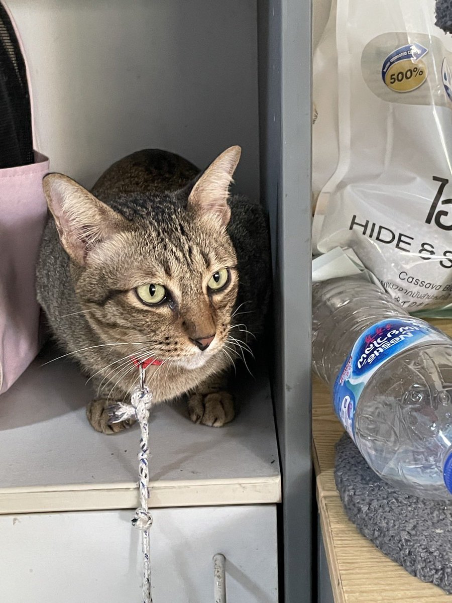 หาบ้านให้น้องตัวน้อย 🏡
- เพศเมีย
- อายุประมาณ 4 ปีกว่า
- ทำหมันแล้ว ✅
- สามารถฉีดวัคซีนให้ก่อนย้ายบ้าน
🧶 เชื่อง น่ารัก เข้ากับคนได้ ไม่กัด ไม่ข่วน

✨ เจ้าของเดิมจำเป็นต้องย้ายที่อยู่ ที่อยู่ใหม่ไม่สามารถเลี้ยงสัตว์ได้ เลยอยากหาบ้านใหม่ให้น้องค่ะ 🥺🙏🏻

📍 พิกัด : สยาม กทม.