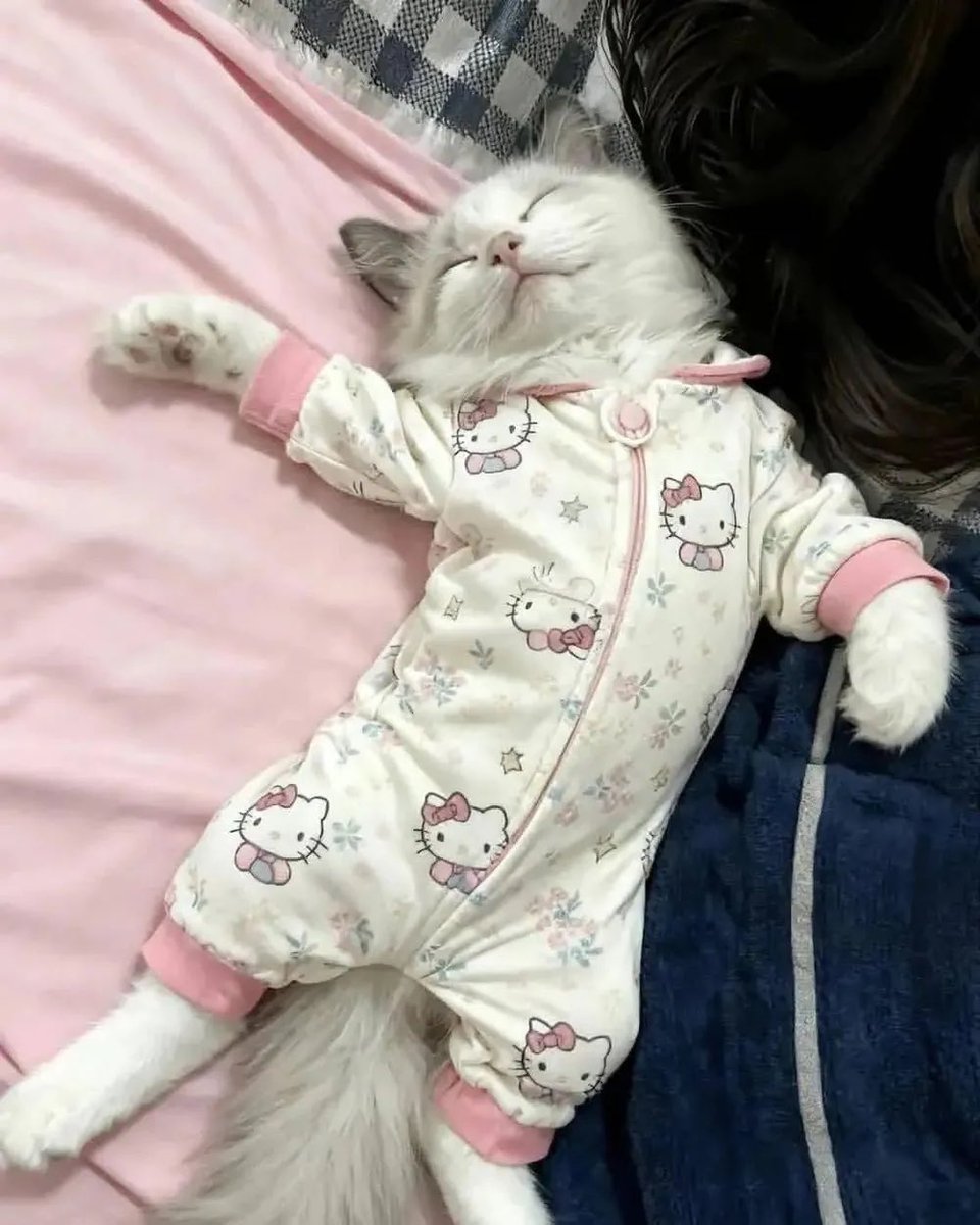 kookoo_Nick's tweet image. 고양이한테 키티 잠옷을 입혀봤더니... 
너무 찰떡이다냥💕