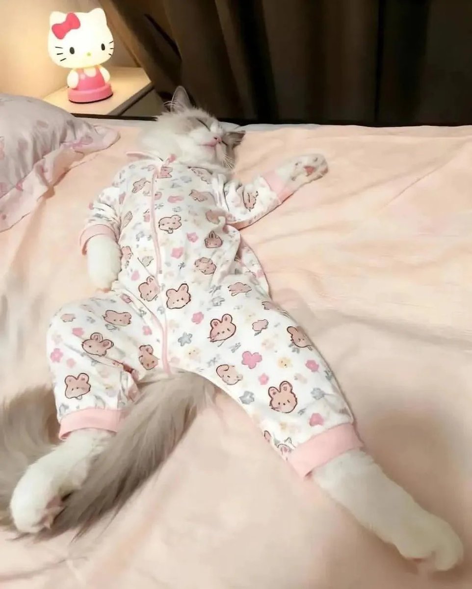 kookoo_Nick's tweet image. 고양이한테 키티 잠옷을 입혀봤더니... 
너무 찰떡이다냥💕