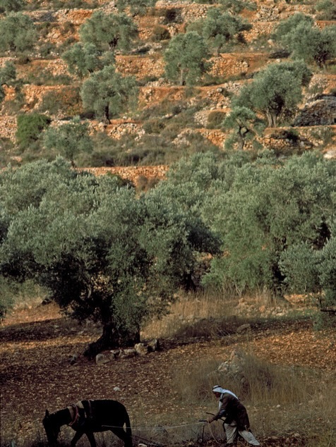 FilastinFiles's tweet image. 🇵🇸🫒