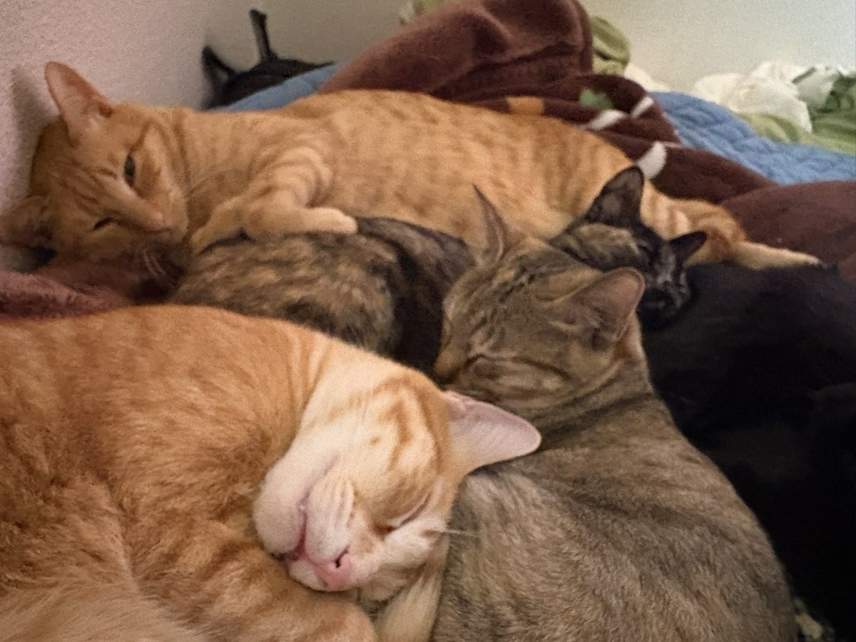 ピーク tweet media