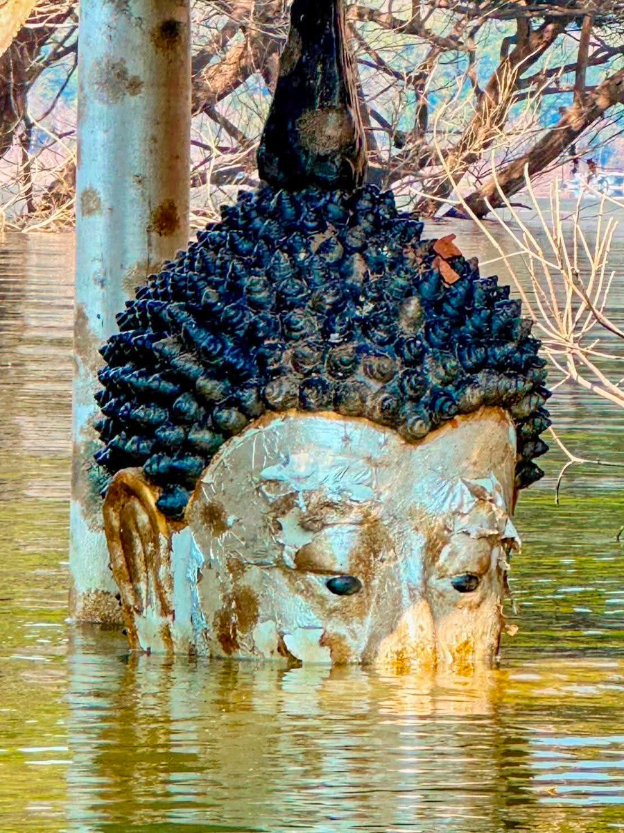 อันซีน #ลำพูน 🙏  อุทยานแห่งชาติแม่ปิง เปิดภาพ “วัดบ้านเก่าจมน้ำ” แหล่งประวัติศาสตร์กลางลำน้ำแม่ปิง ต.ก้อ อ.ลี้ จ.ลำพูน พร้อมเปิดให้ นทท.นั่งเรือชมความงดงามของต้นฉำฉาใหญ่และซากวัดโบราณก่อนระดับน้ำลด คาดจะเปิดให้ชมถึงสิ้นเดือนกุมภาพันธ์นี้เท่านั้น
.
#เชียงใหม่นิวส์ #chiangmainews