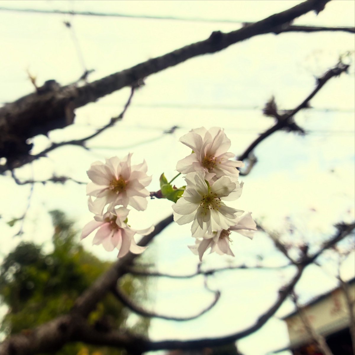 【サクラサク】
長女、第1志望合格！
自分で進みたい道見つけて
それに向けて自分なりに頑張って
第1志望の一般受験で特待生で合格して
なんて親孝行な...
大変良く頑張りました。
