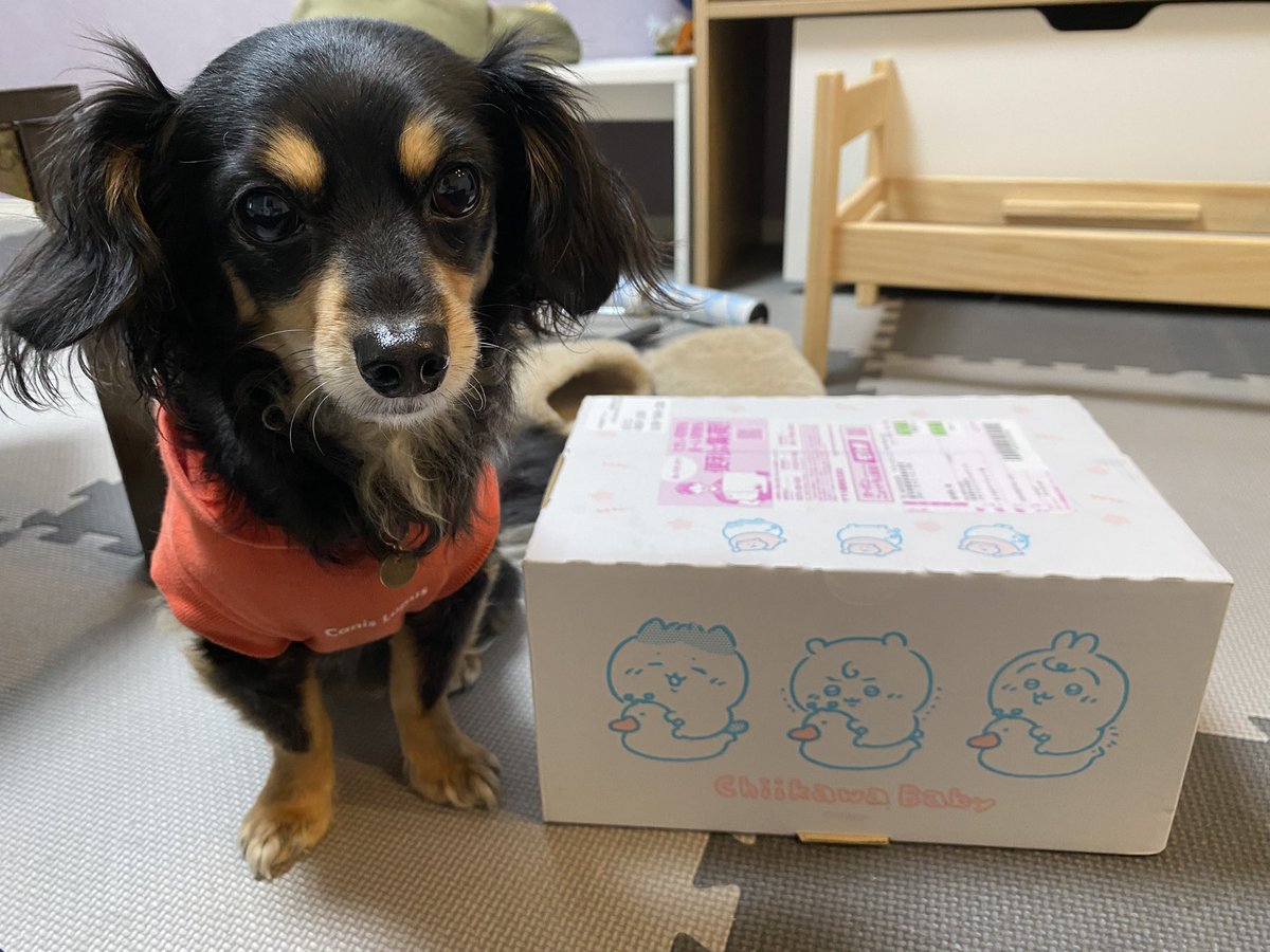 59_non's tweet photo. 私のBabyたちが届きました💛
ヤハBabyの1つはお友達にプレゼント🎁💛 https://t.co/RK4Lm6p7le