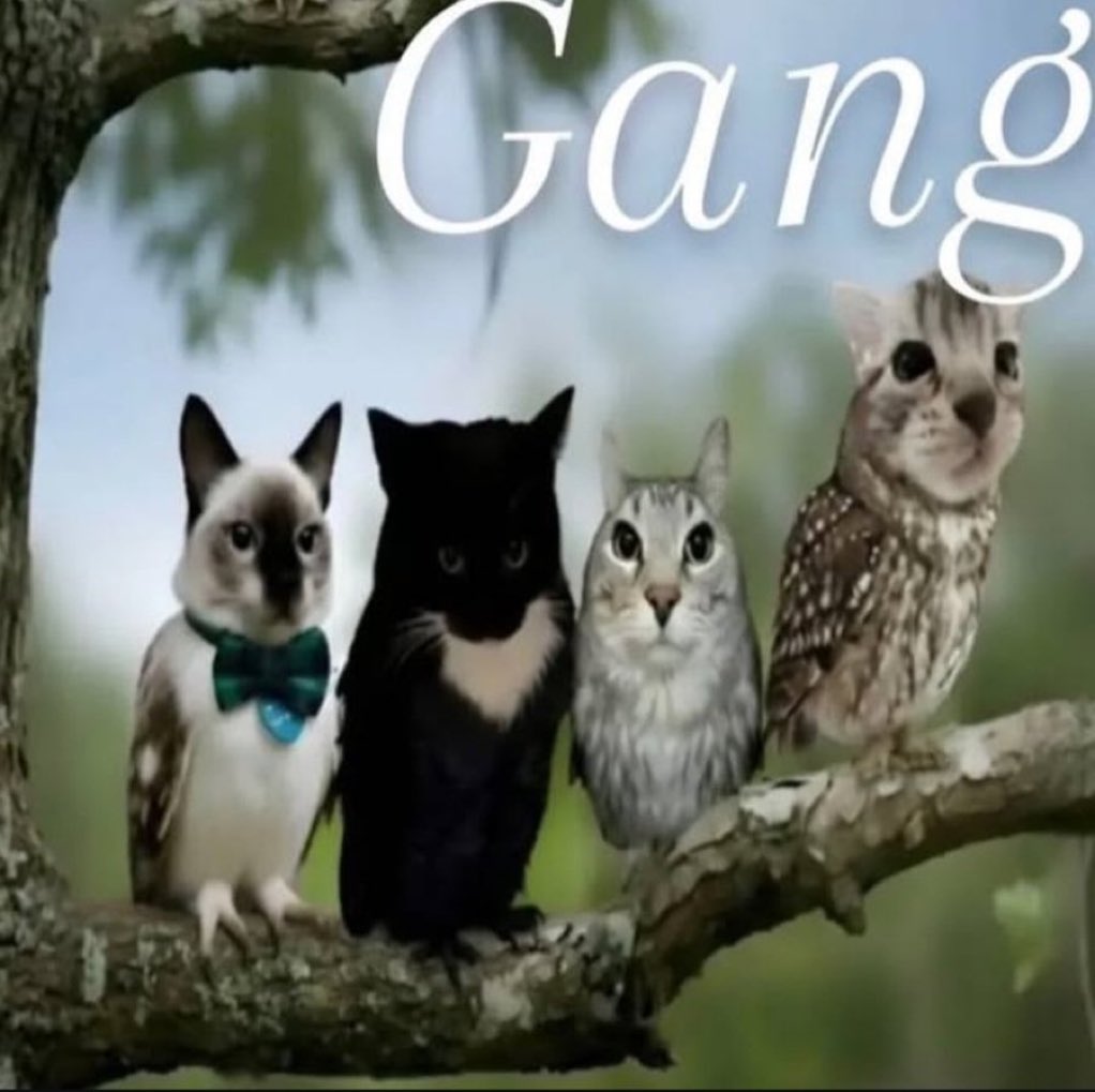 gatinarios's tweet image. 