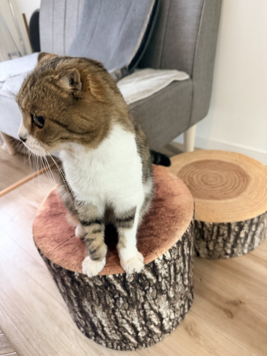 素敵な投稿ありがとうございます🐈 「ハイスツール(FS-Q01H)」の詳細は