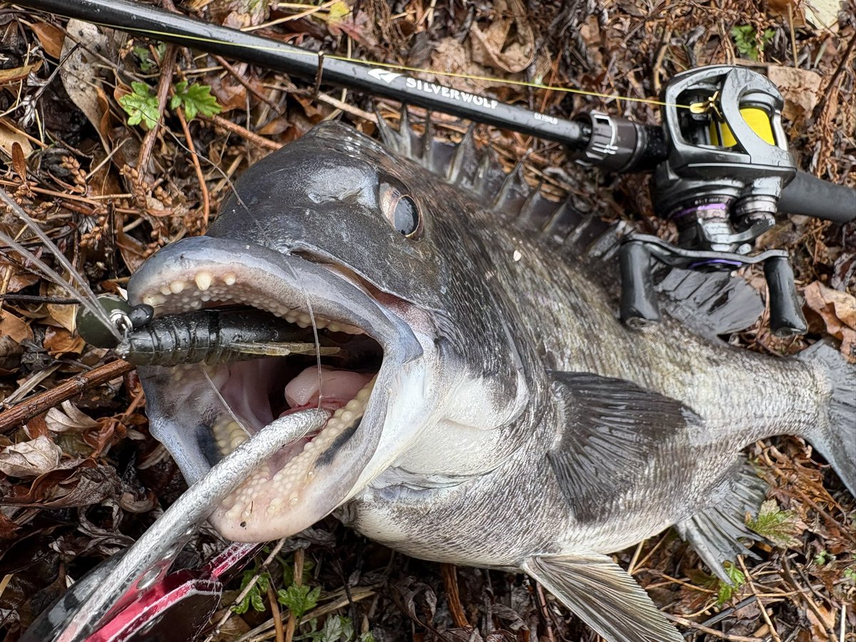 DAIWA SW Fishing Shore (@d_sw_shore) / Posts / X