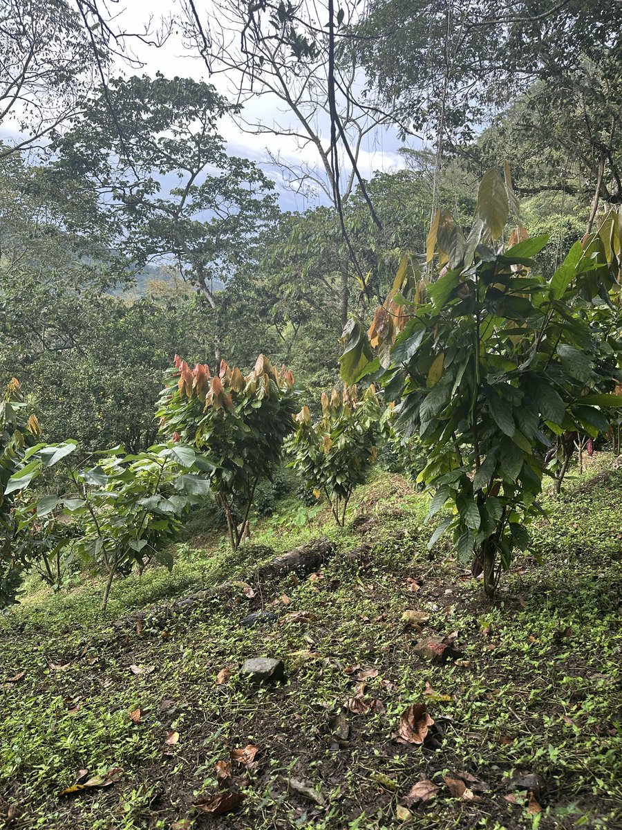 Proof of Provenance

La Reserva 100% Cacao
Santander, Colombia.
Handcrafted by Marlon and Paola.

For us, this really matters.

We’re proud to know the land this cacao comes from.
Proud to know Marlon and Paola personally — the guardians of that land.

We’ve walked the land.