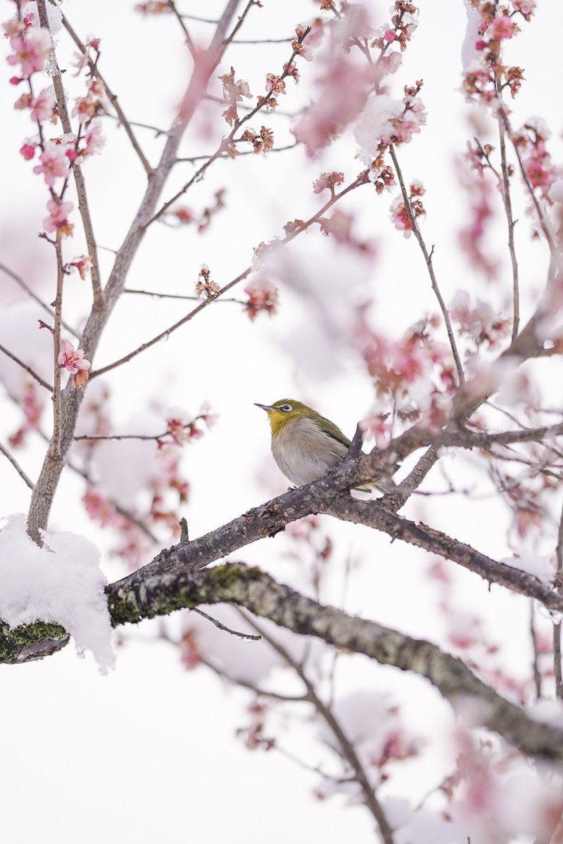 ふるむ〜ん@from my Balcony tweet media