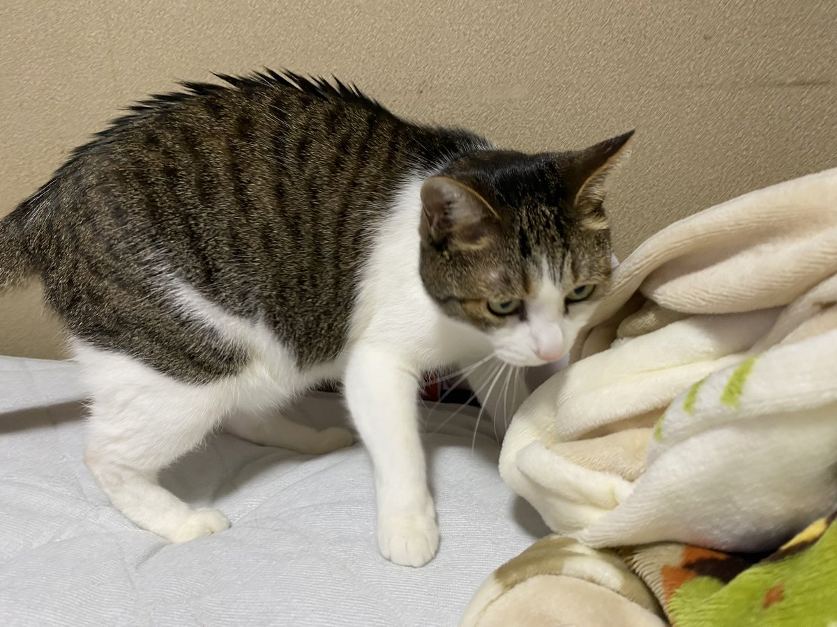 たまに怪獣みたいに背中にトゲ生える。