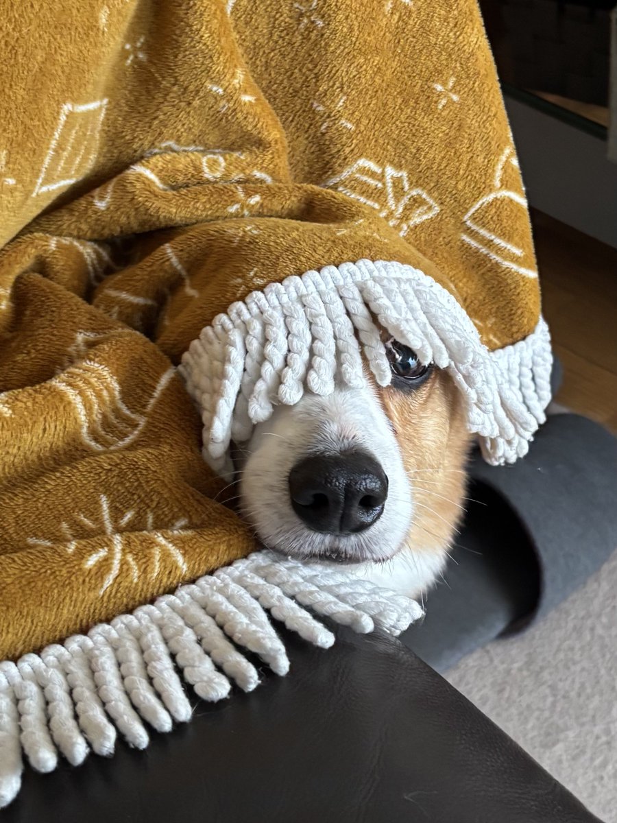 かくれんぼ？　#コーギー