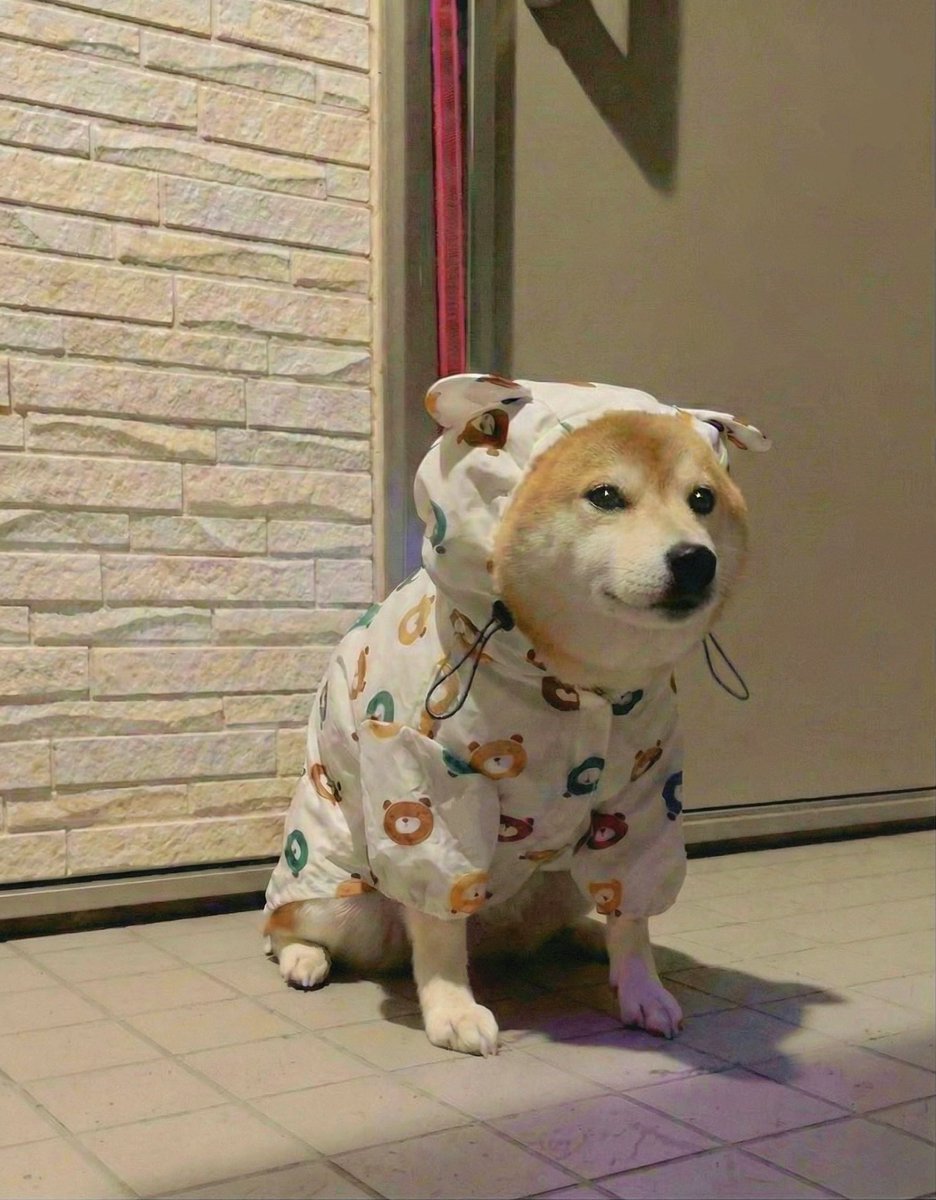 柴犬·͜·♡もも (@momonosekaiii) / Posts / X