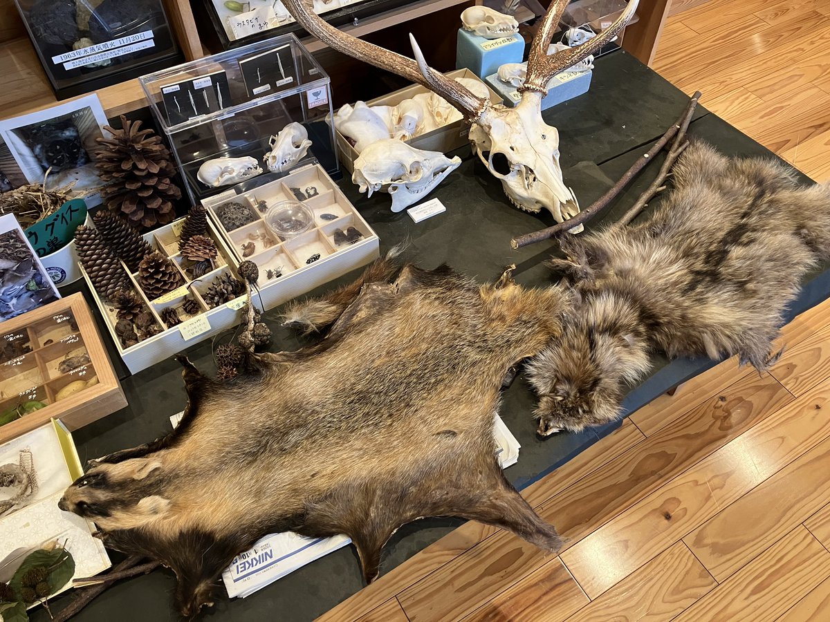 nasu_vc's tweet photo. 【有害鳥獣対策講習会&amp;皮なめし体験会】
クマやシカ、イノシシなど野生動物のニュースを目にする日が多くあります。

本日は、地元のハンターの方や生き物の専門家の方を講師にお招きし、野生動物と人の関わり方を考えるための講習会を開催中✨

#那須 #nasu #那須高原ビジターセンター #日光国立公園 https://t.co/VJ0qY59xiS