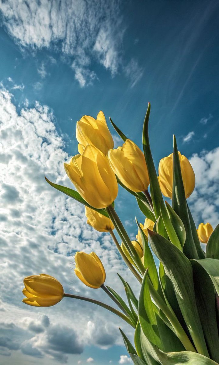 hAneen_19990's tweet photo. الصباحُ المُشرقُ ☀️
يتخطّى الهمومَ ليستقرَّ في القلب 🤍

#صباح_الخير
#صباح_الخير_والسعاده_للجميع https://t.co/hoiUdZkd2I