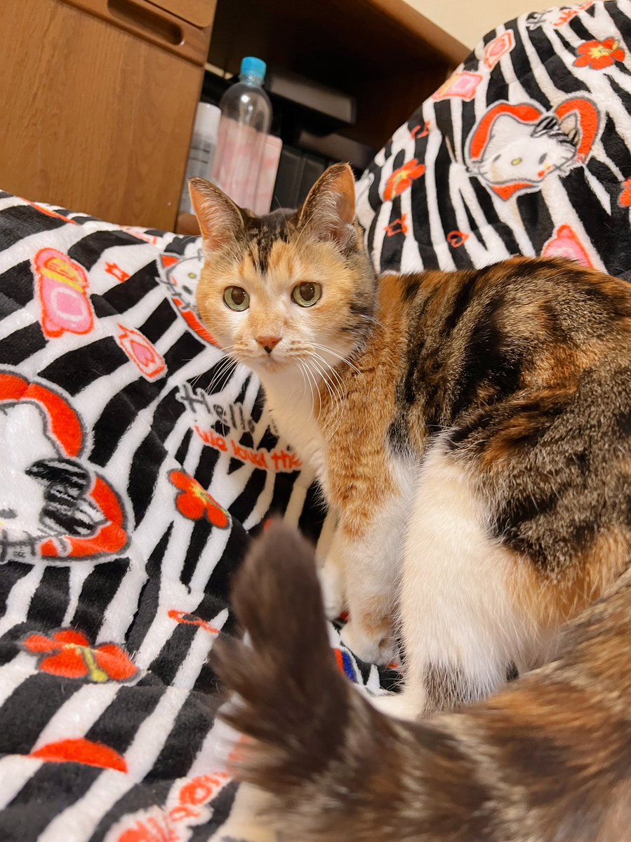 Post by あめちゃん🐱 on X: 🐱