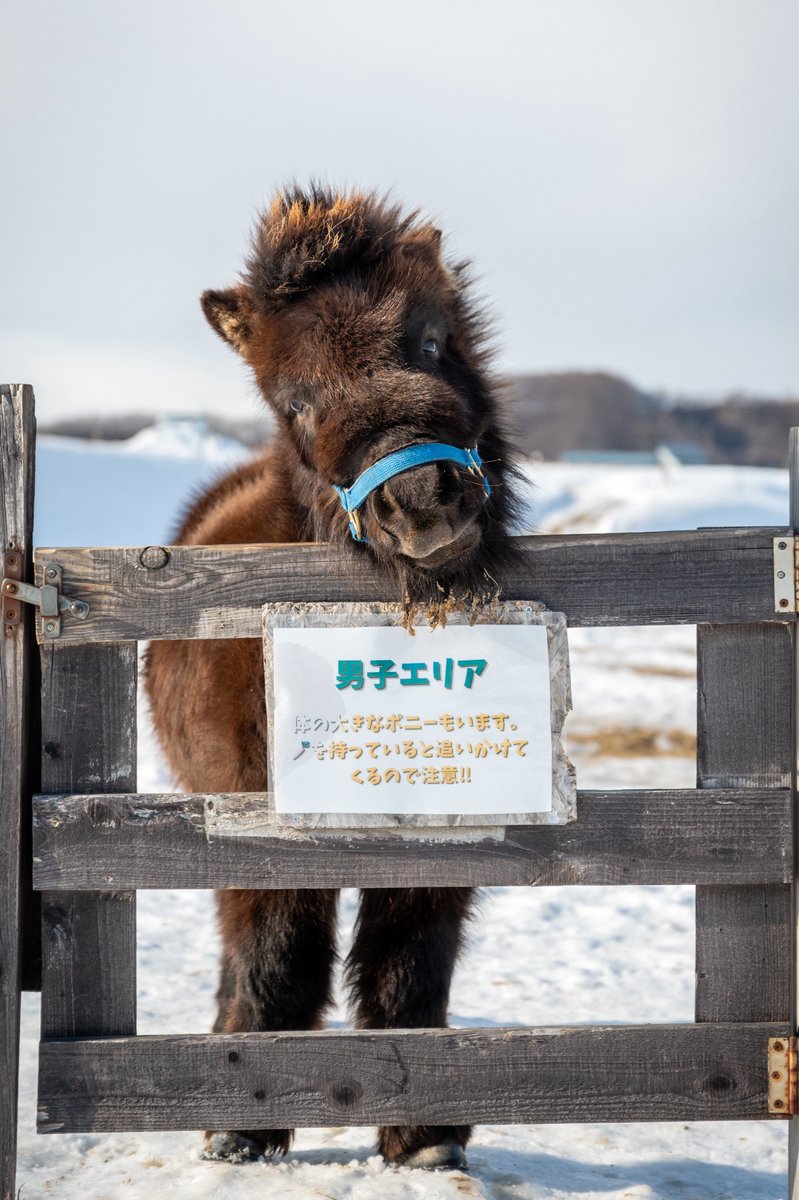 かわいい門番さん

音センパイ🥹

#おひさま牧場
#音
#ミニチュアホース