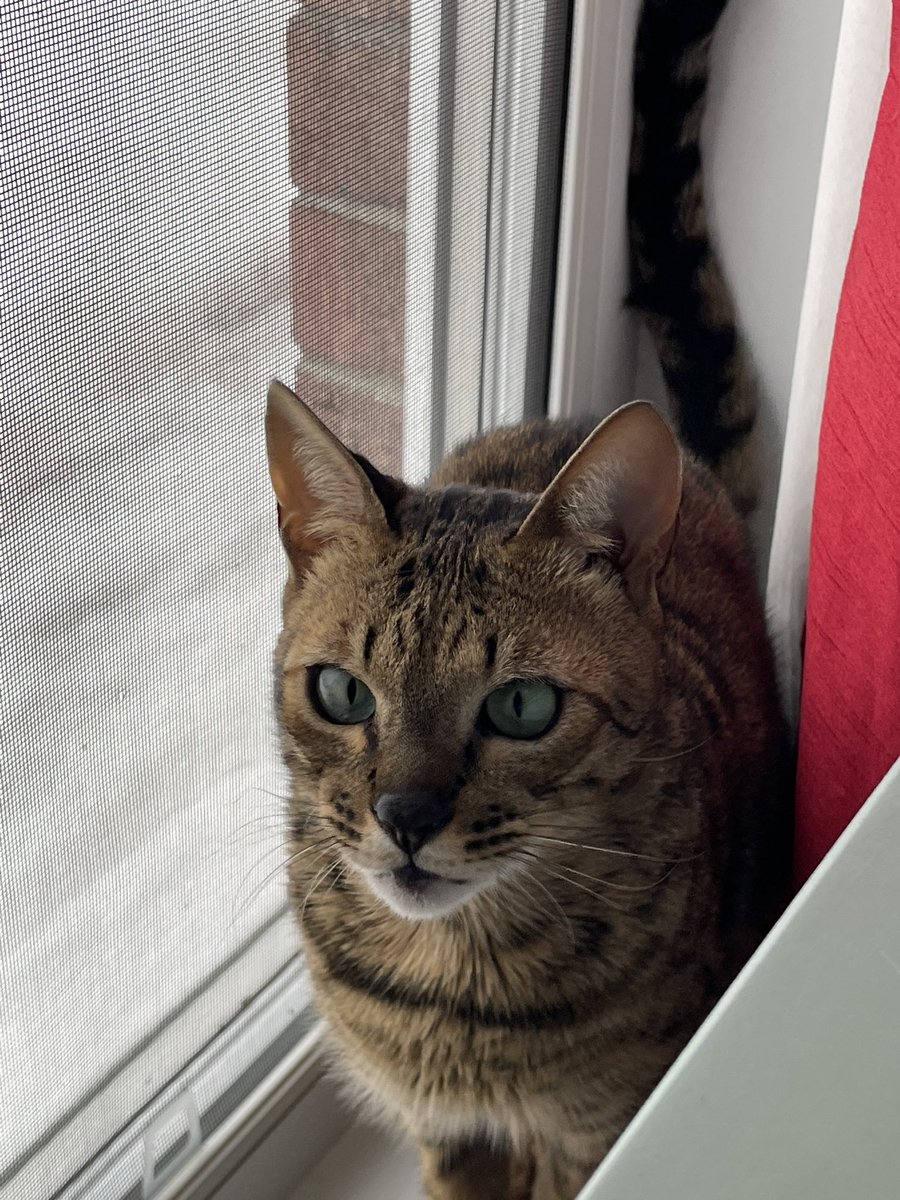 vil the butch deviant ♱ tweet media