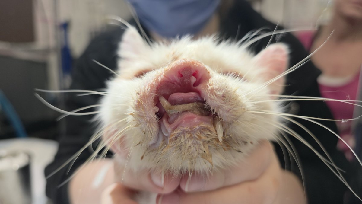 Bryan Langlois, DVM tweet media