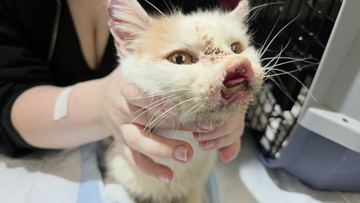 Bryan Langlois, DVM tweet media