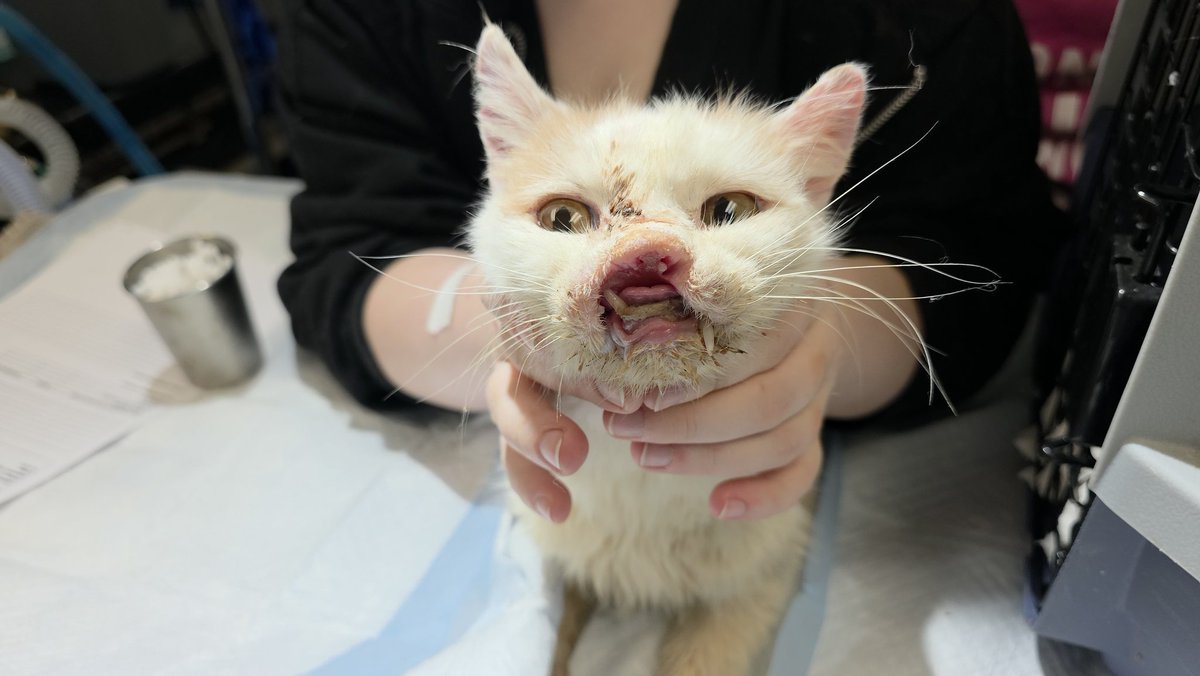 Bryan Langlois, DVM tweet media