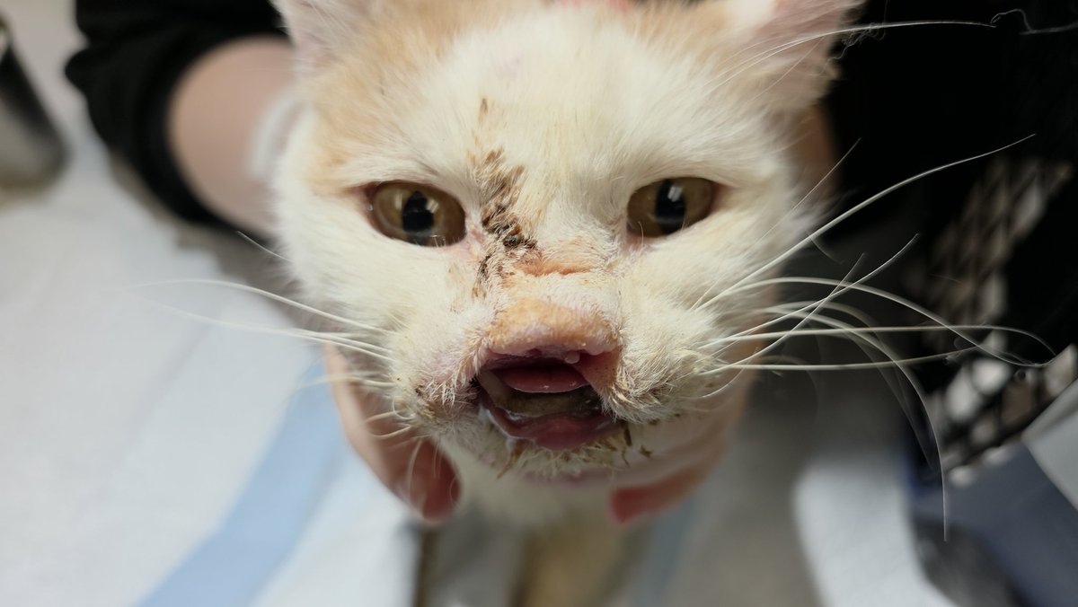 Bryan Langlois, DVM tweet media