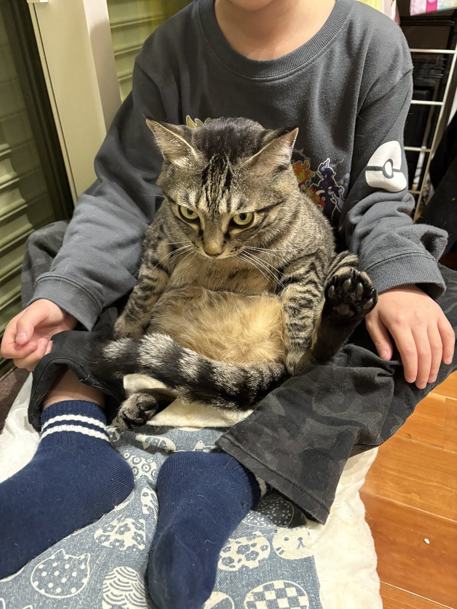 すずつむふう【我が家の可愛い猫's】 (@kagisuzu0531) / Posts / X