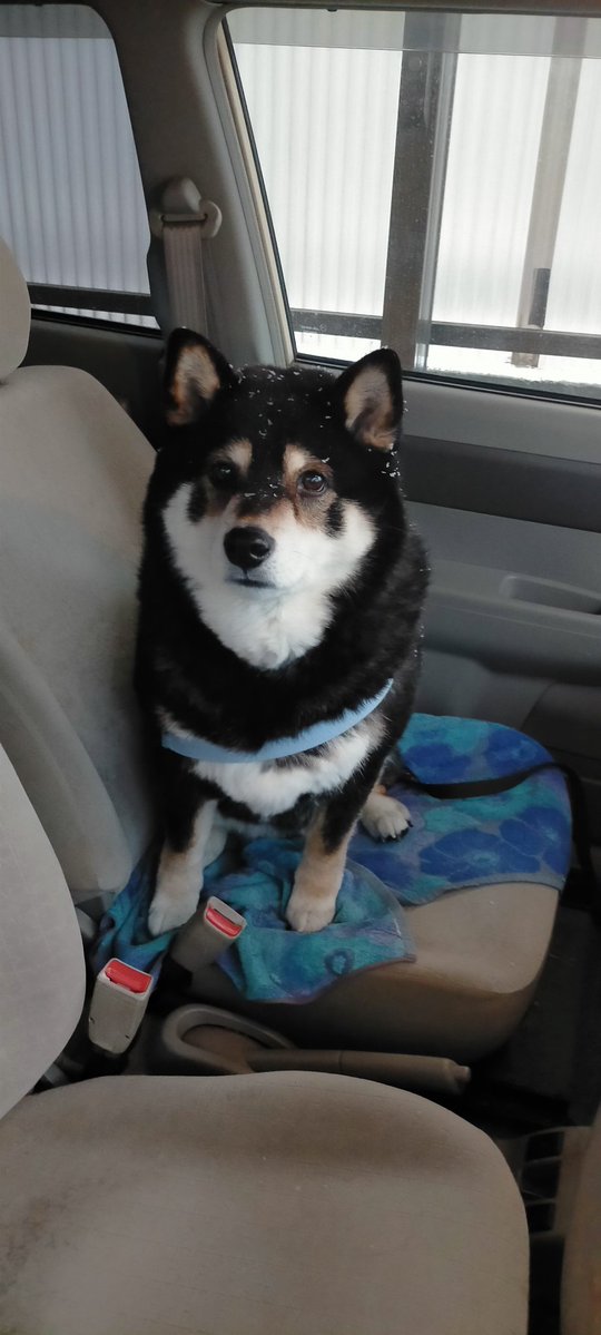 みぞれだからおクルマでいってくるワンね